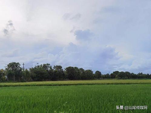 网红大可乐 有哪些潜规则是中国人共识的,中国人共识中的潜规则解析